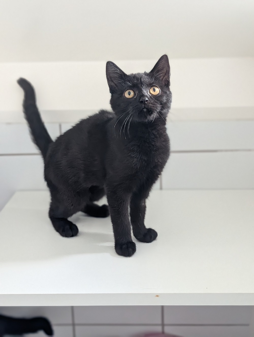 LUCIE